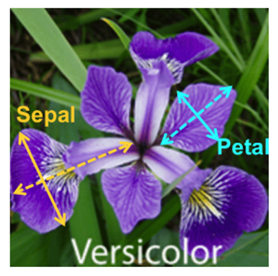 Petal